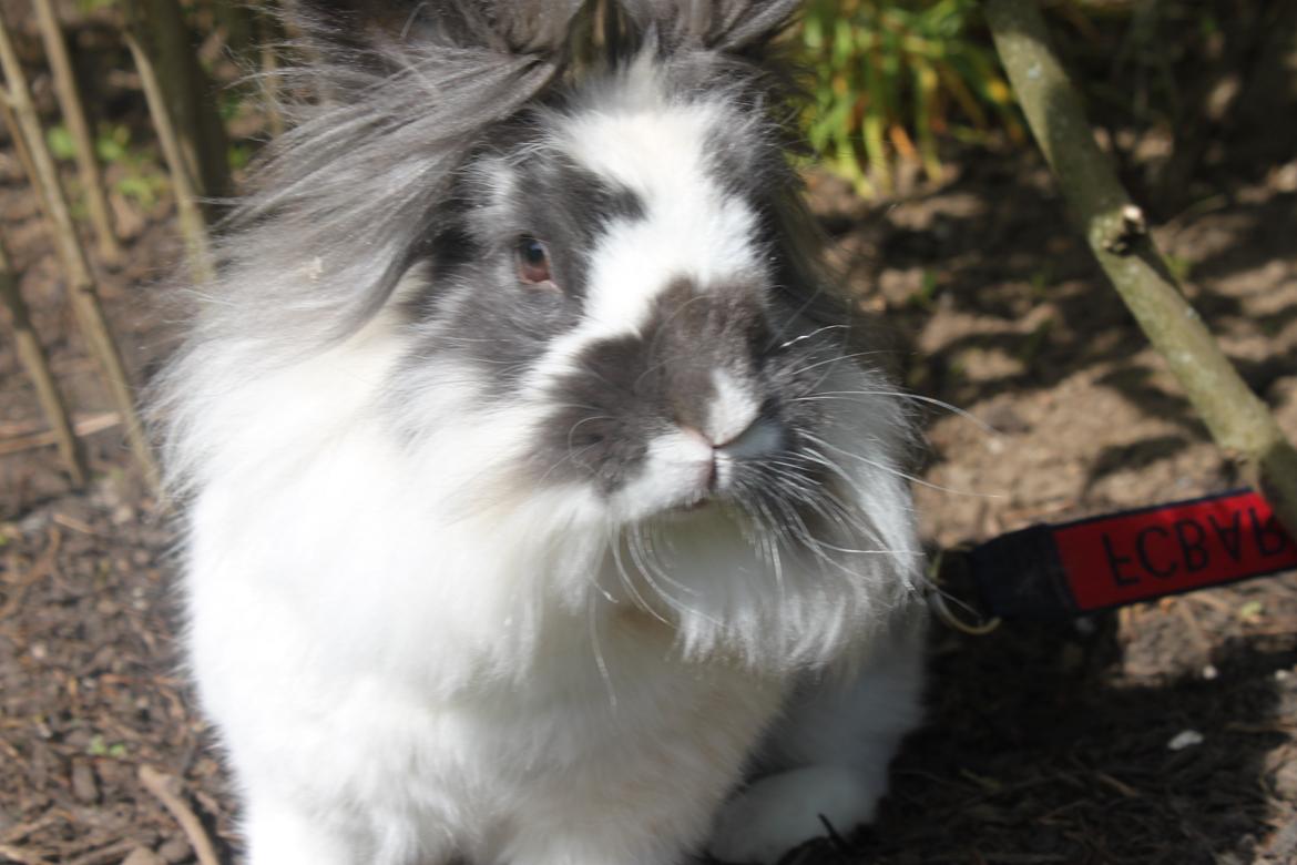 Kanin Leeds Hot N Tot (Totte) billede 2