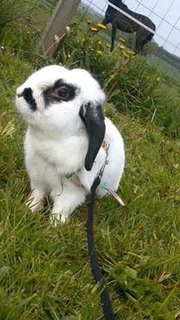 Kanin Stampe<3 - Du er den dejligste kanin der findes <3 billede 1