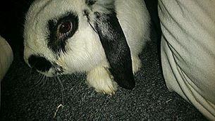 Kanin Stampe<3 - I vinters <3 billede 11