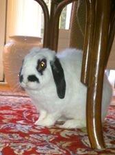 Kanin Stampe<3 - Det gammle sted <3 :( billede 13