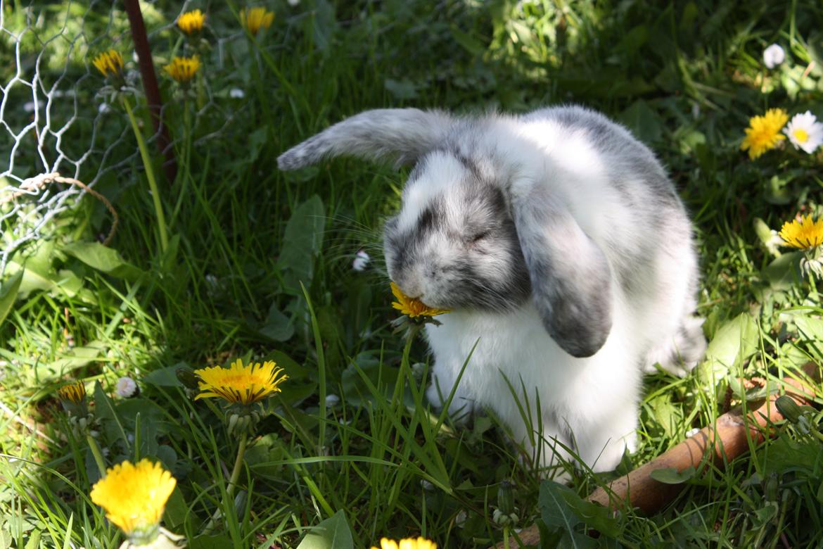 Kanin Zorrenzo <3 - Den mælkebøtte duftede vist ekstra godt! ^^ billede 5