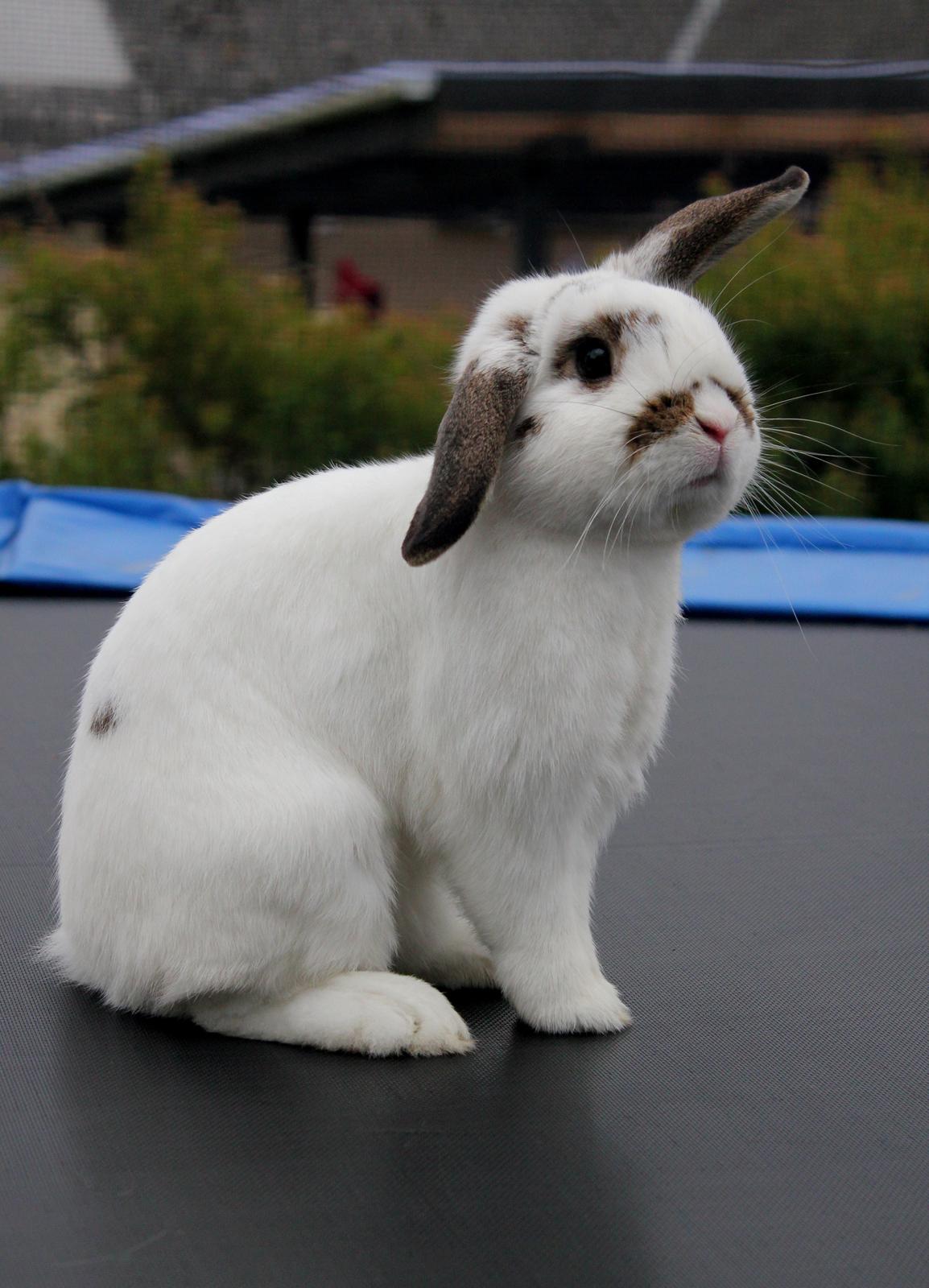 Kanin Winds Giyan billede 9