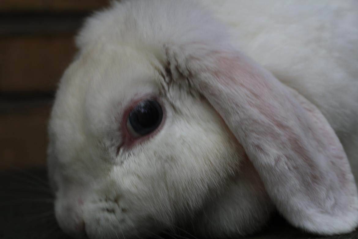 Kanin Nanna Nysgerrig billede 6