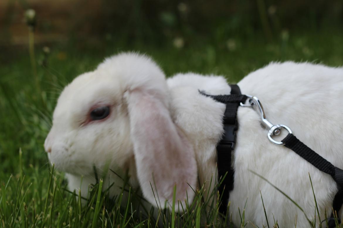 Kanin Nanna Nysgerrig billede 1