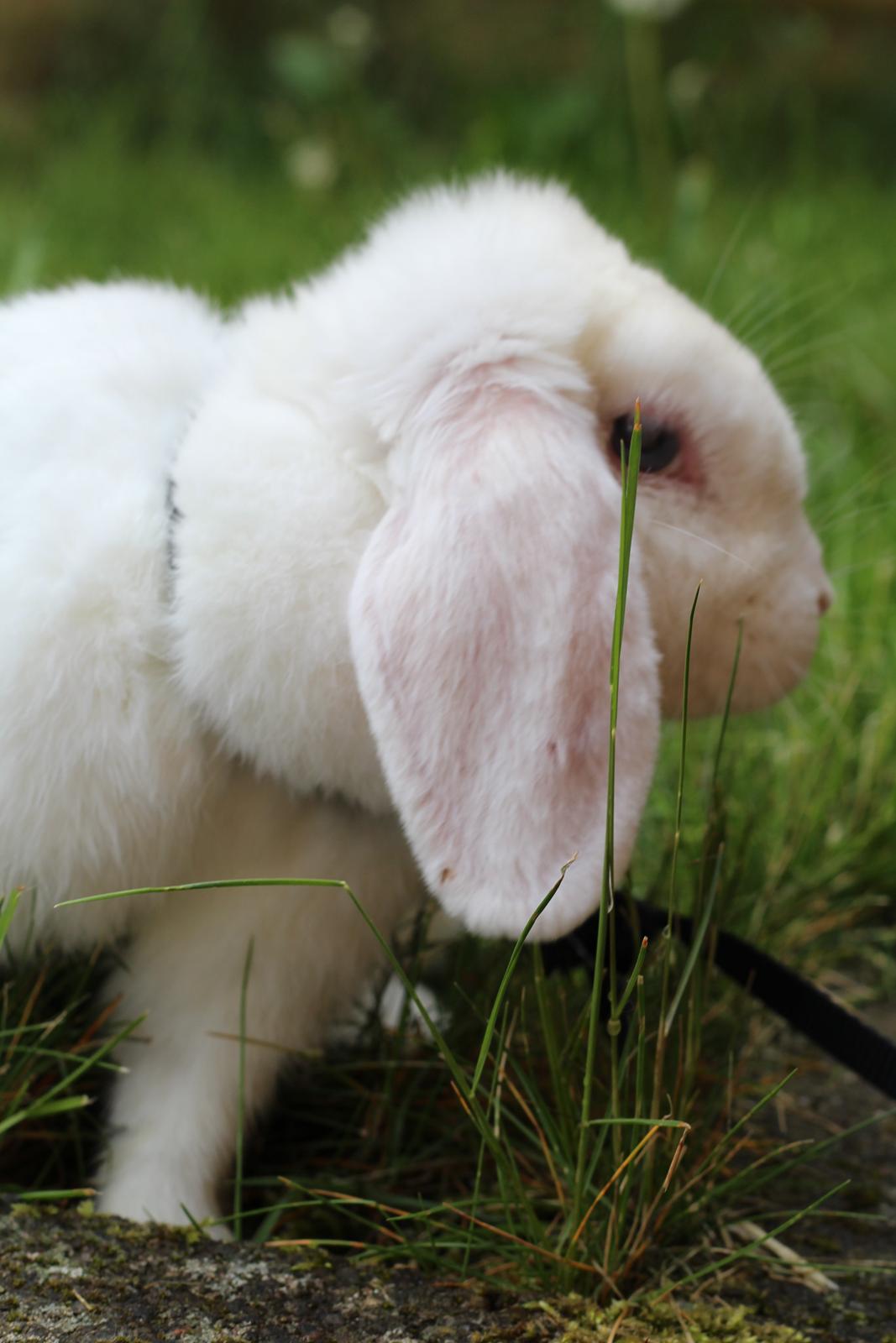 Kanin Nanna Nysgerrig billede 7