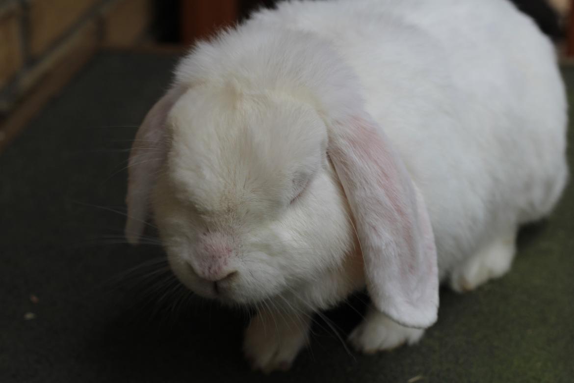 Kanin Nanna Nysgerrig billede 8