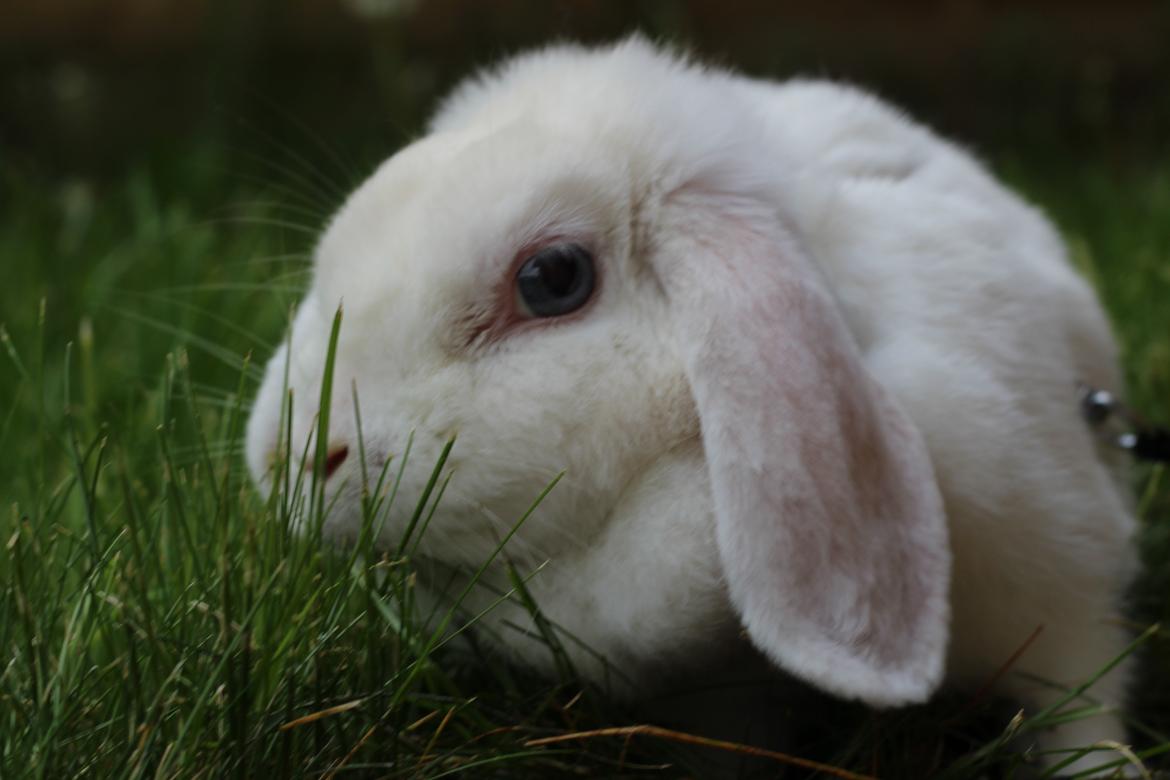 Kanin Nanna Nysgerrig billede 9