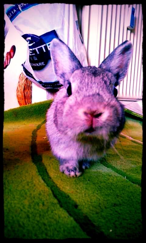 Kanin Ahrenkiels Ninka - ninka snider sig ind på min mobil ;) billede 26