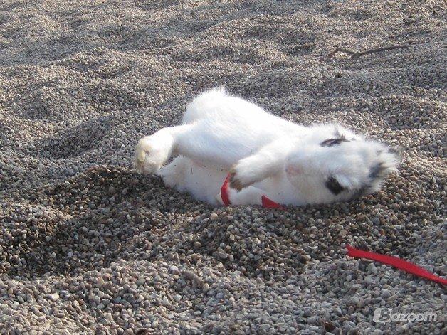 Kanin $ Gumle $  •Babyen• billede 10