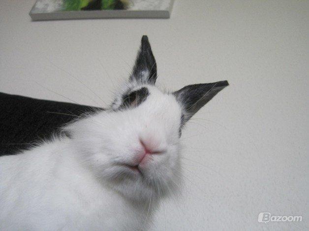 Kanin $ Gumle $  •Babyen• billede 2