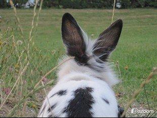 Kanin $ Gumle $  •Babyen• billede 11