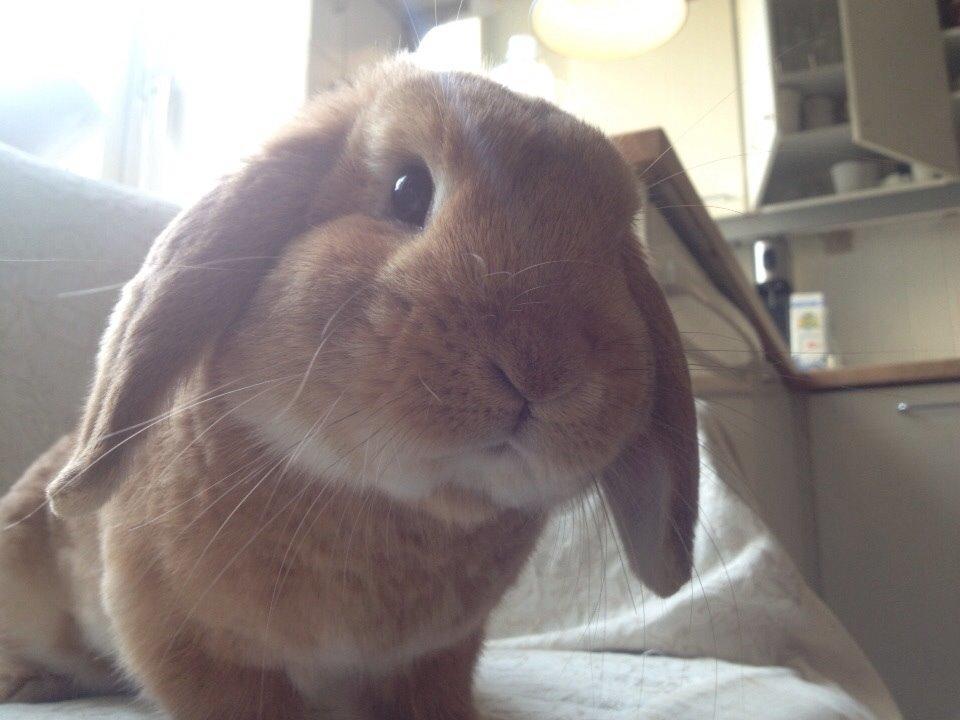 Kanin Scappers billede 2