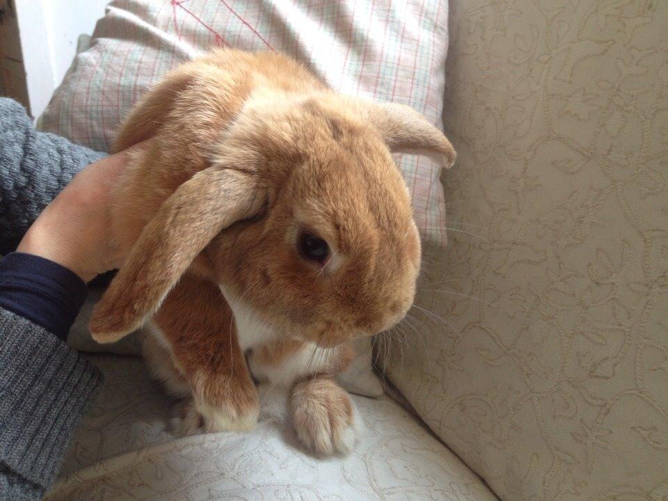 Kanin Scappers billede 3