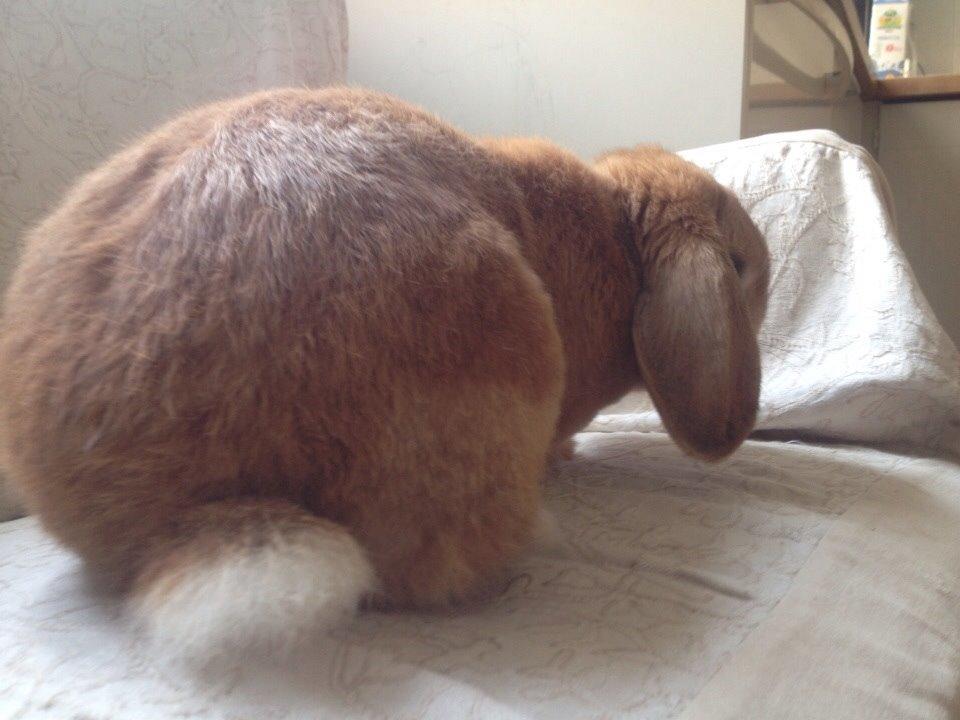 Kanin Scappers billede 4