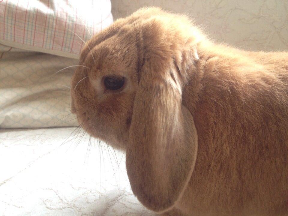 Kanin Scappers billede 6