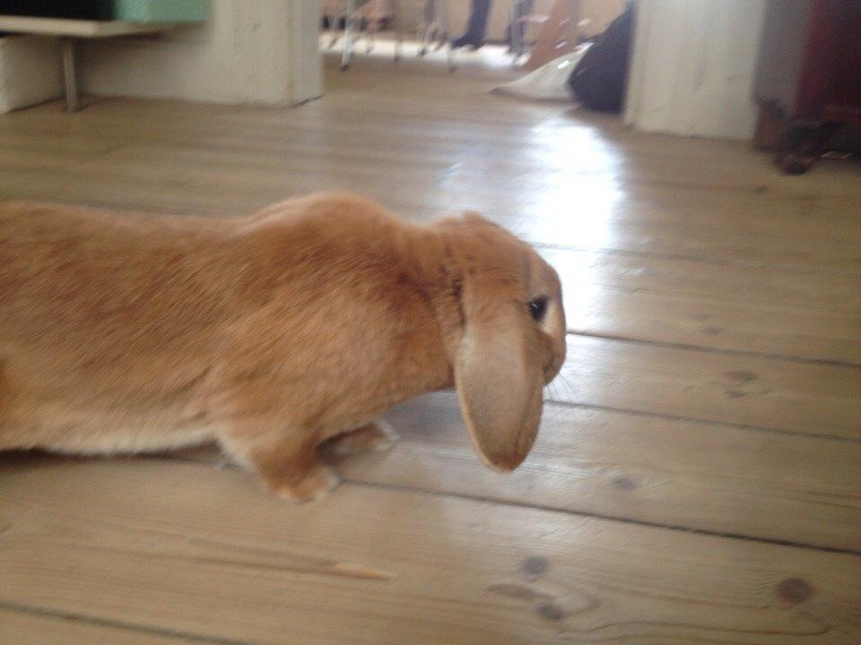 Kanin Scappers billede 7