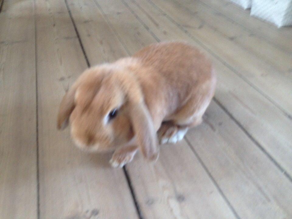 Kanin Scappers billede 8