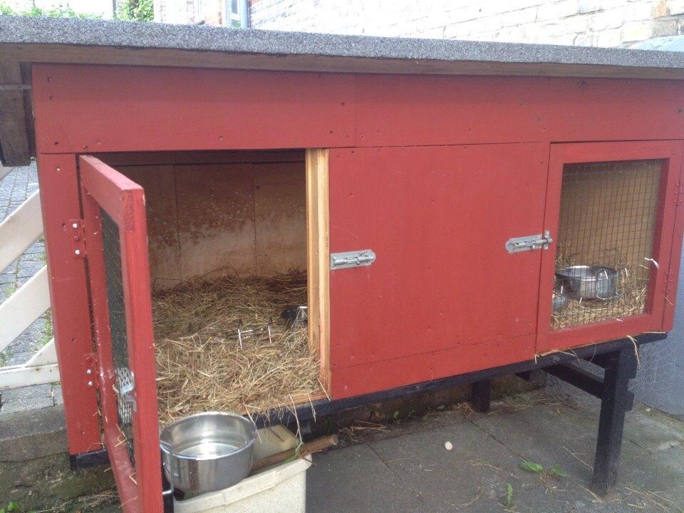 Kanin Scappers billede 9