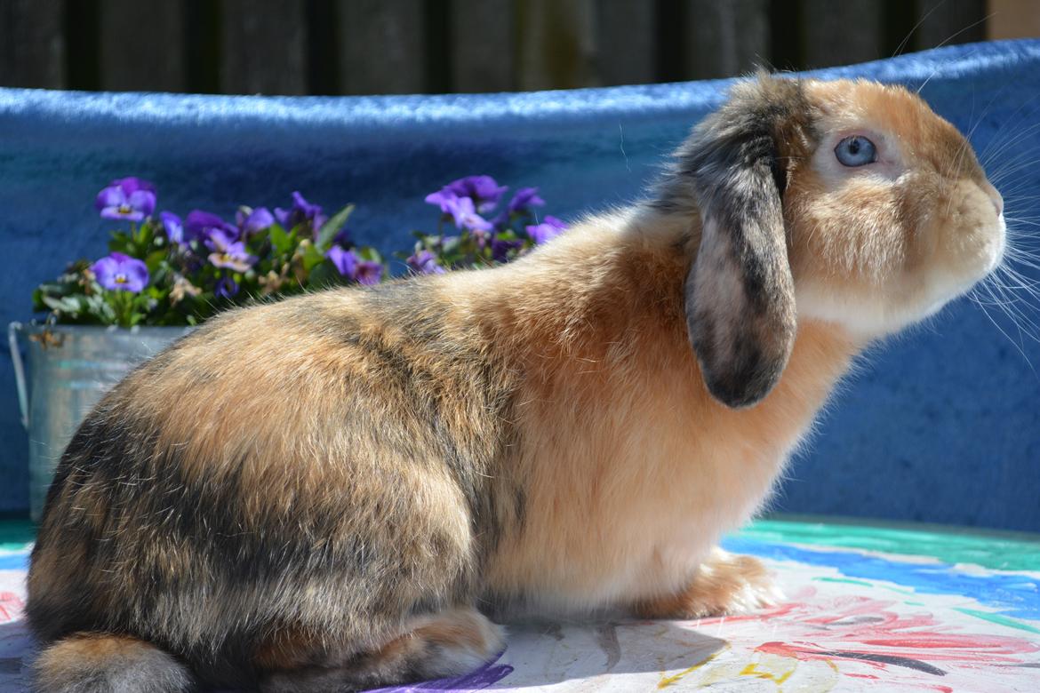 Kanin Beauty's Cupido billede 1