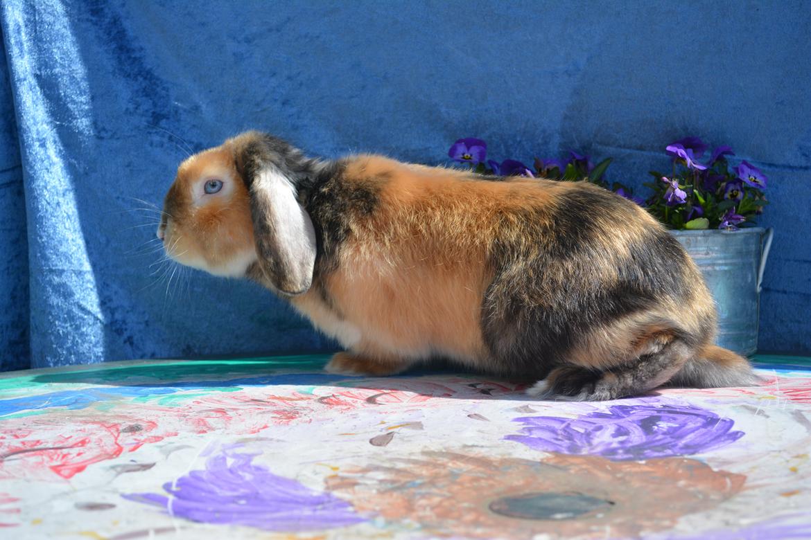 Kanin Beauty's Cupido billede 6