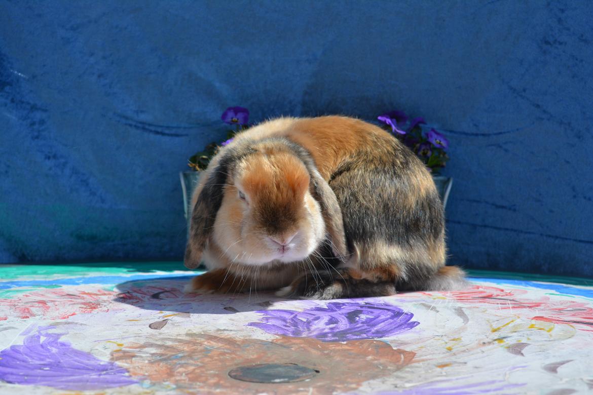 Kanin Beauty's Cupido billede 5