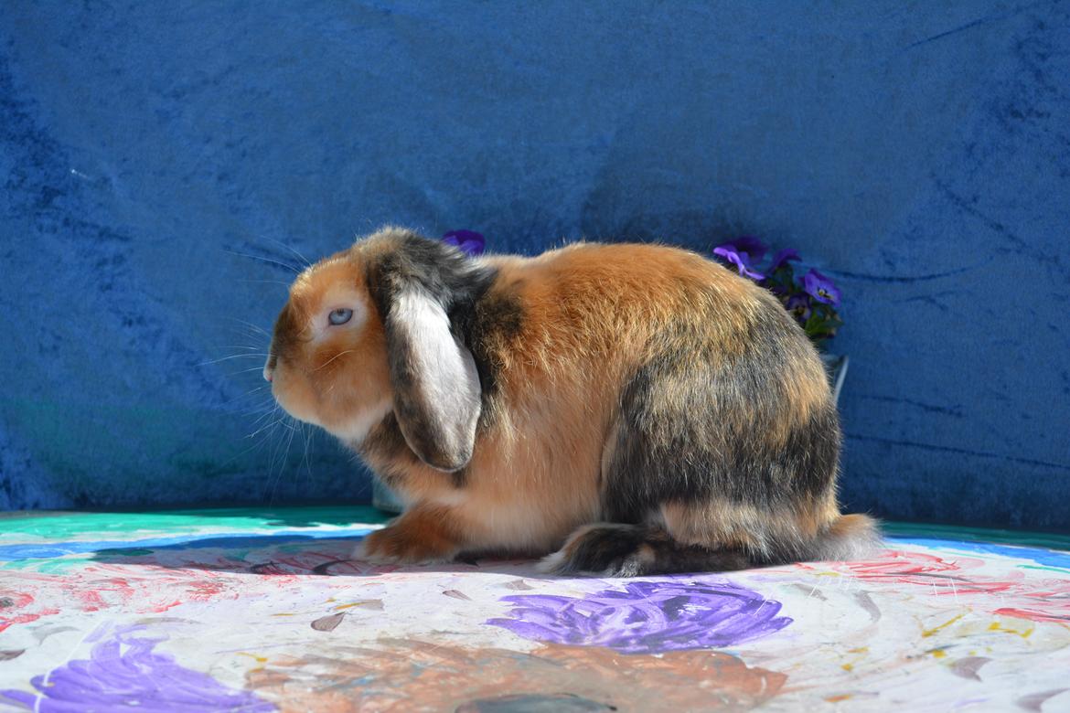 Kanin Beauty's Cupido billede 7