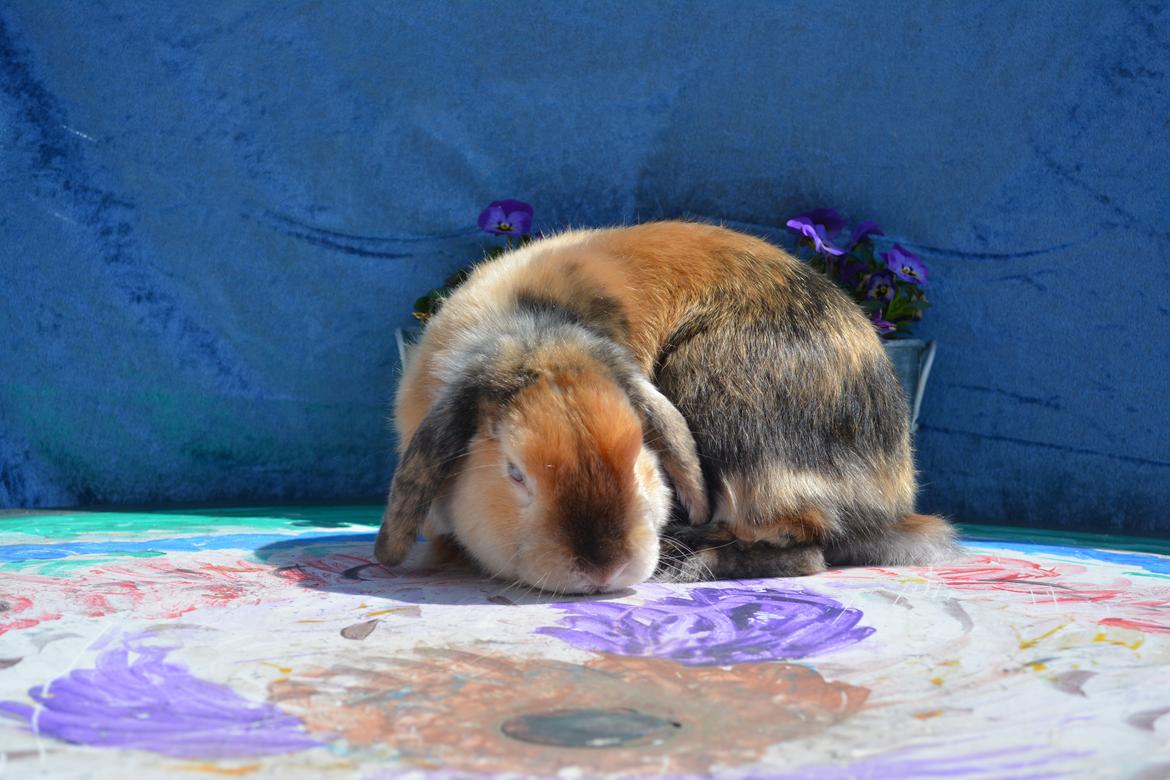 Kanin Beauty's Cupido billede 2