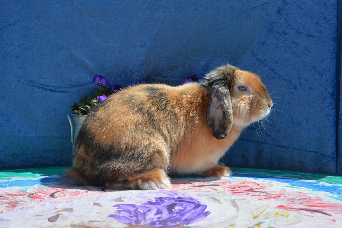 Kanin Beauty's Cupido billede 3