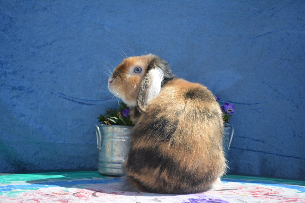 Kanin Beauty's Cupido billede 8