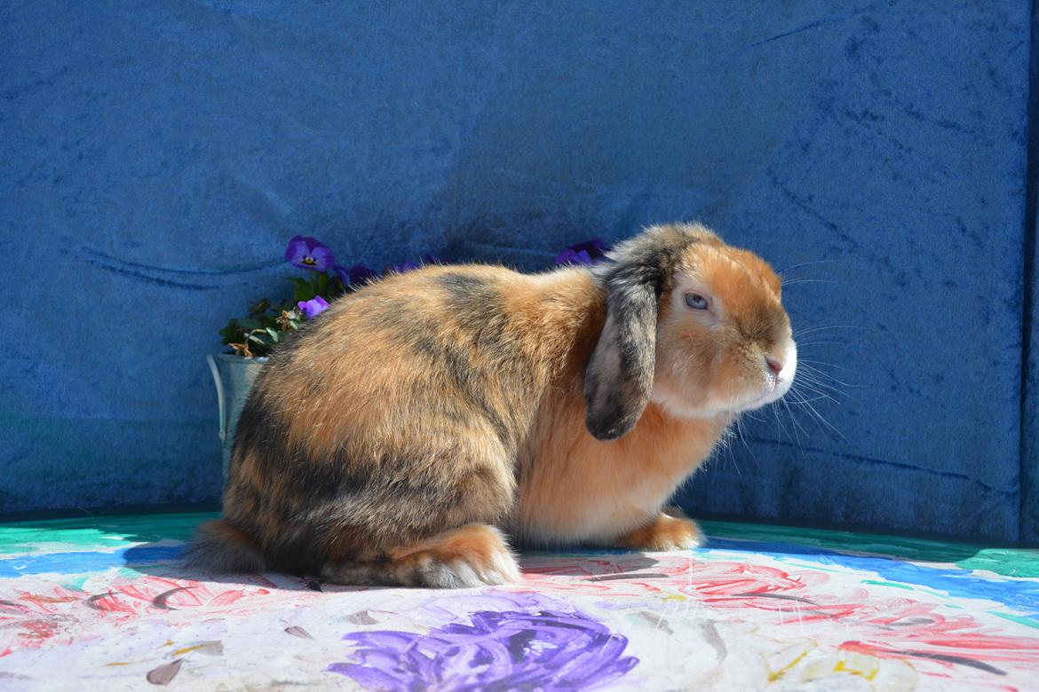 Kanin Beauty's Cupido billede 4