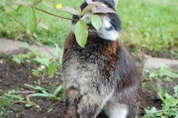 Kanin Viggo billede 10