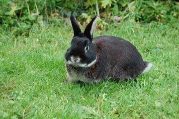 Kanin Viggo billede 1