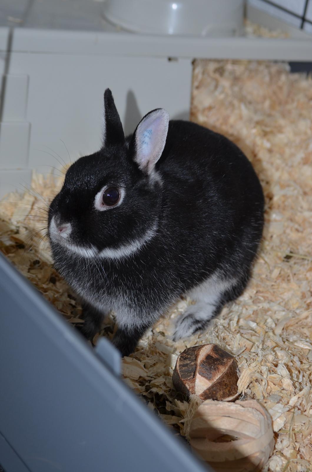 Kanin Cazilla billede 6