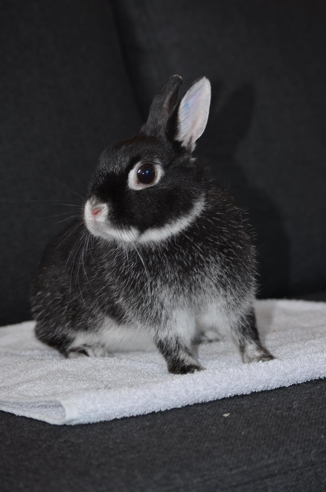 Kanin Cazilla billede 5