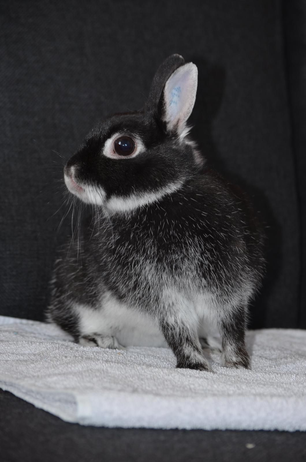 Kanin Cazilla billede 8