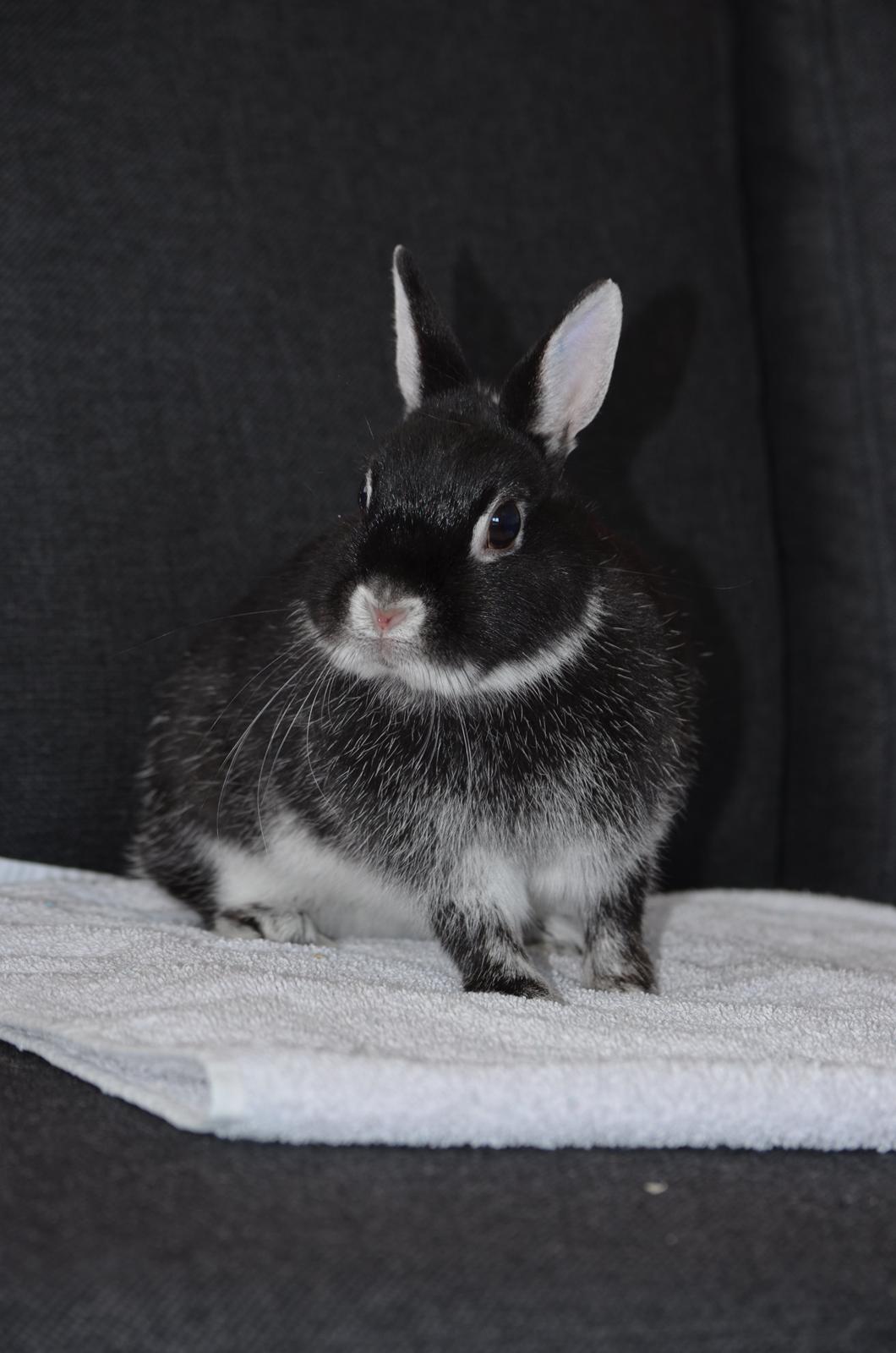 Kanin Cazilla billede 1