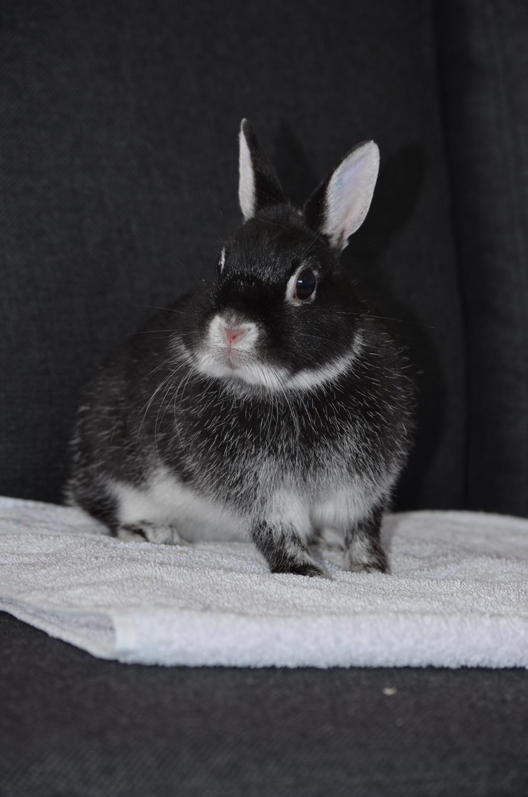 Kanin Cazilla billede 12