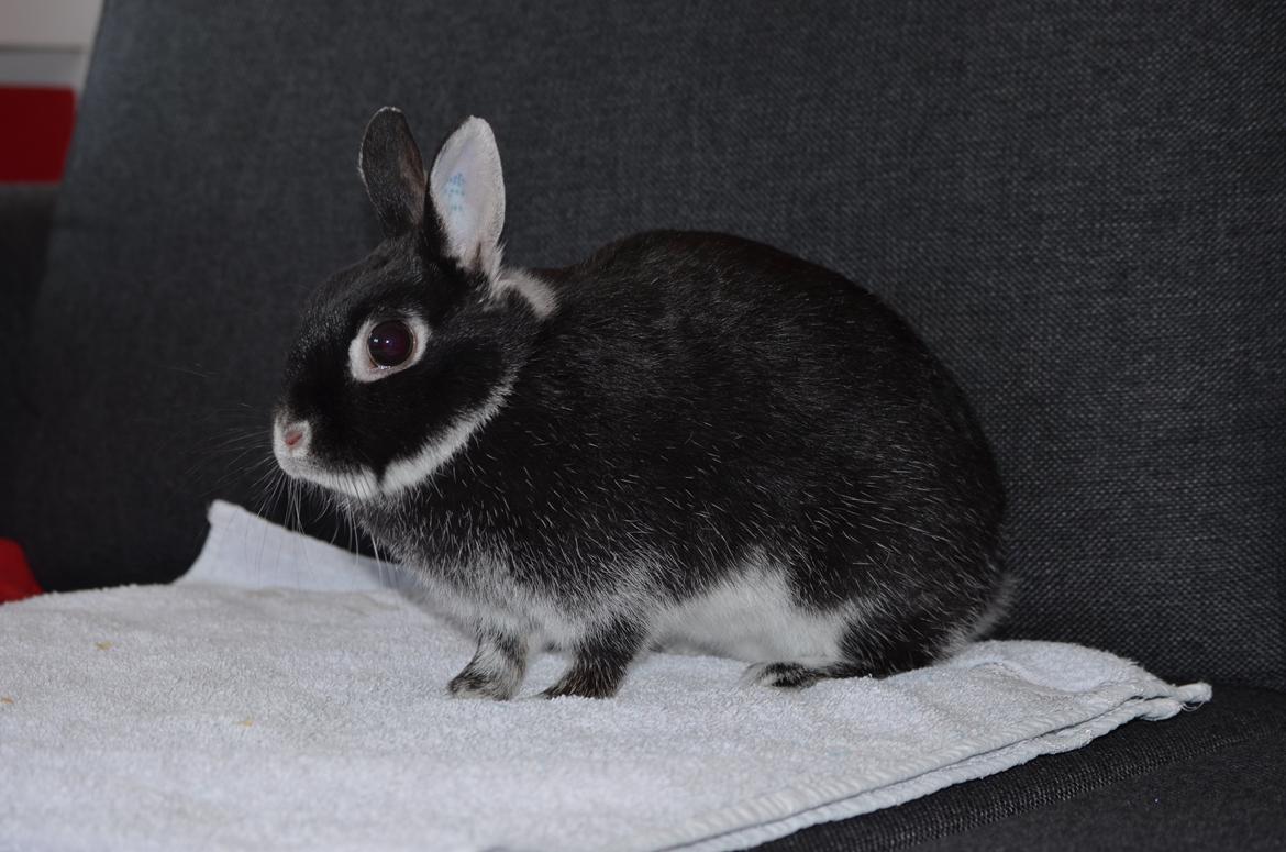 Kanin Cazilla billede 10