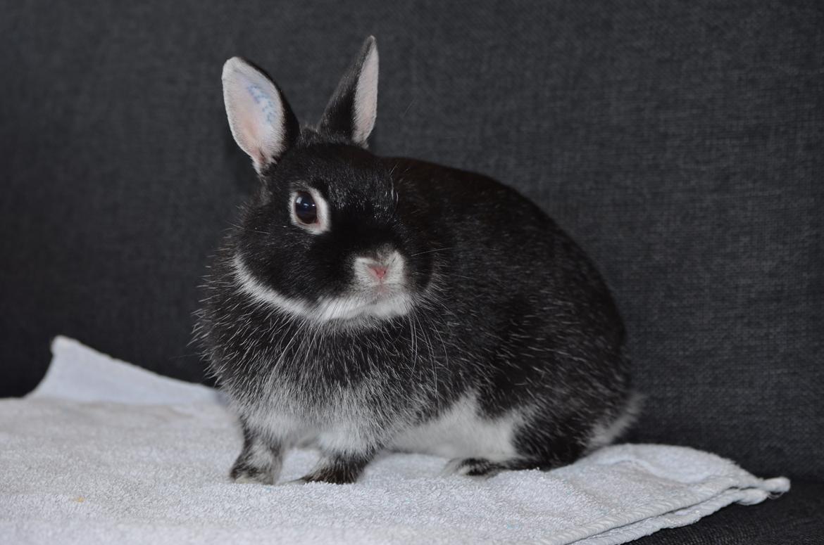 Kanin Cazilla billede 3