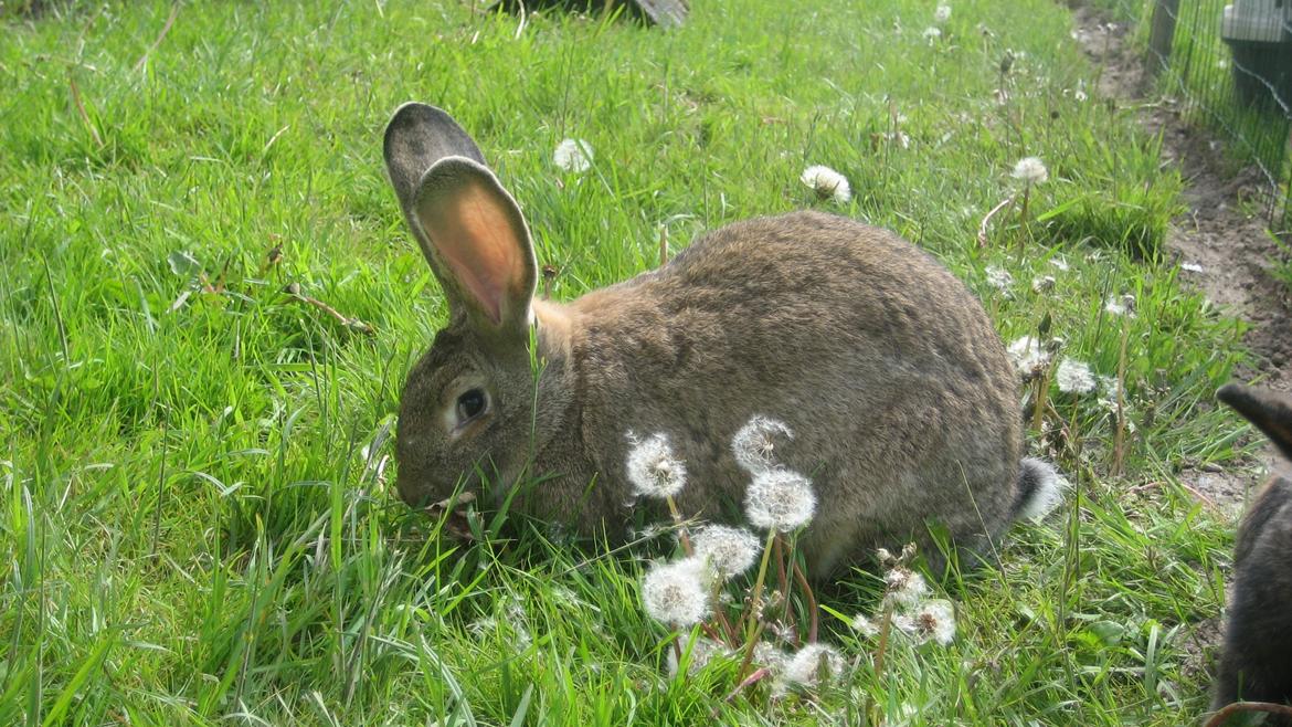 Kanin Belgisk kæmpe Trunte billede 1