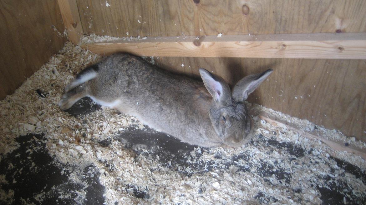 Kanin Belgisk kæmpe Trunte billede 9