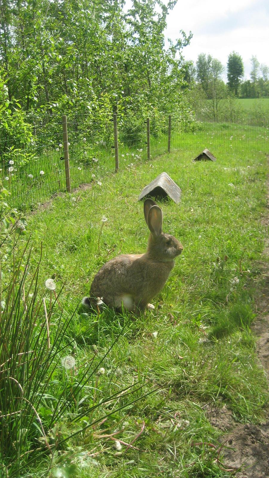 Kanin Belgisk kæmpe Trunte billede 6