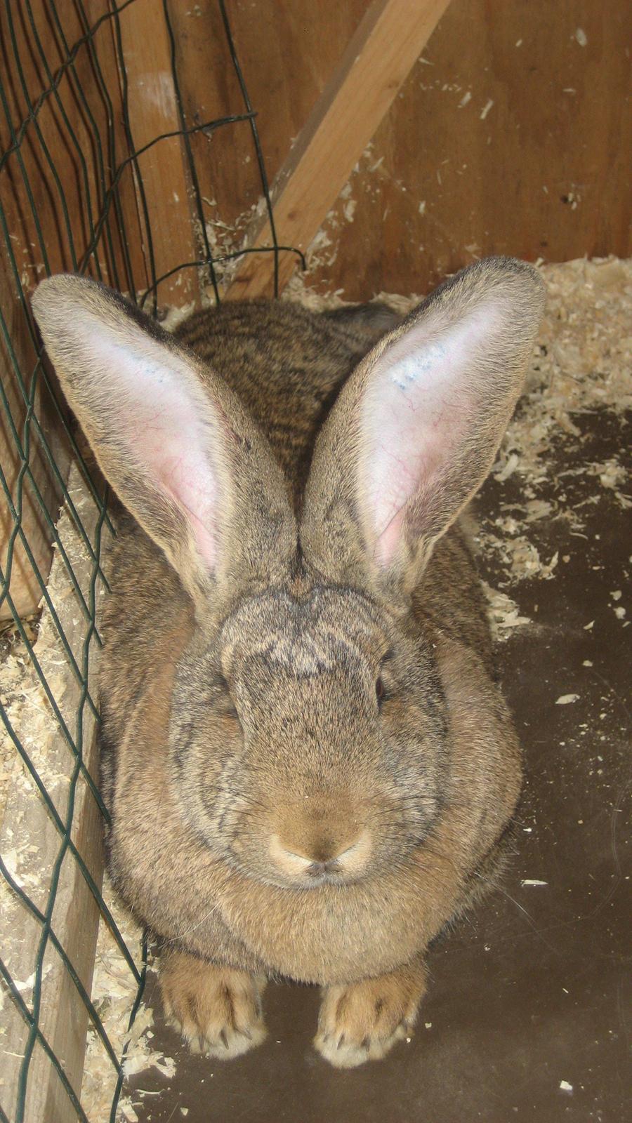 Kanin Belgisk kæmpe Trunte billede 8