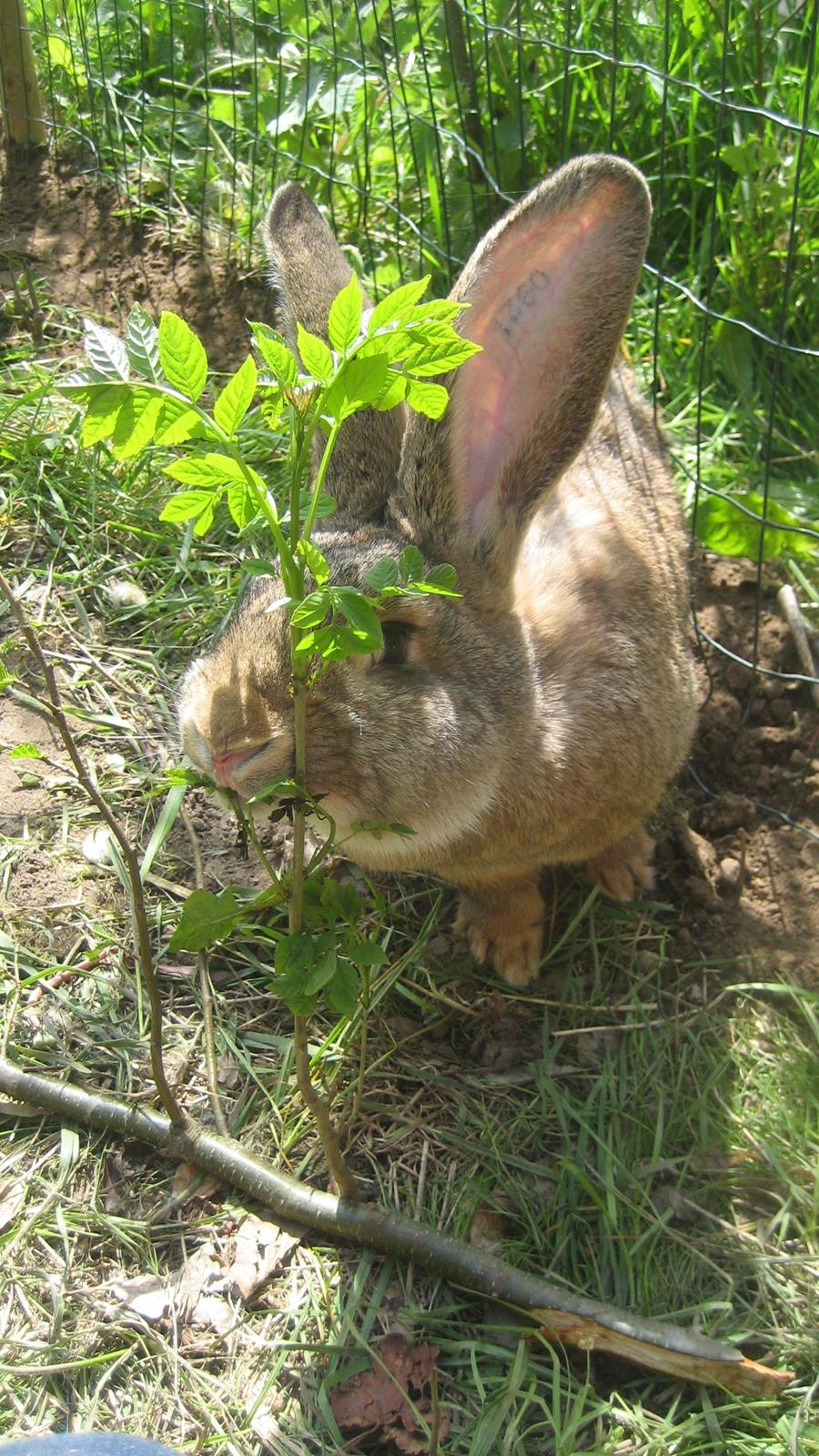 Kanin Belgisk kæmpe Trunte billede 5