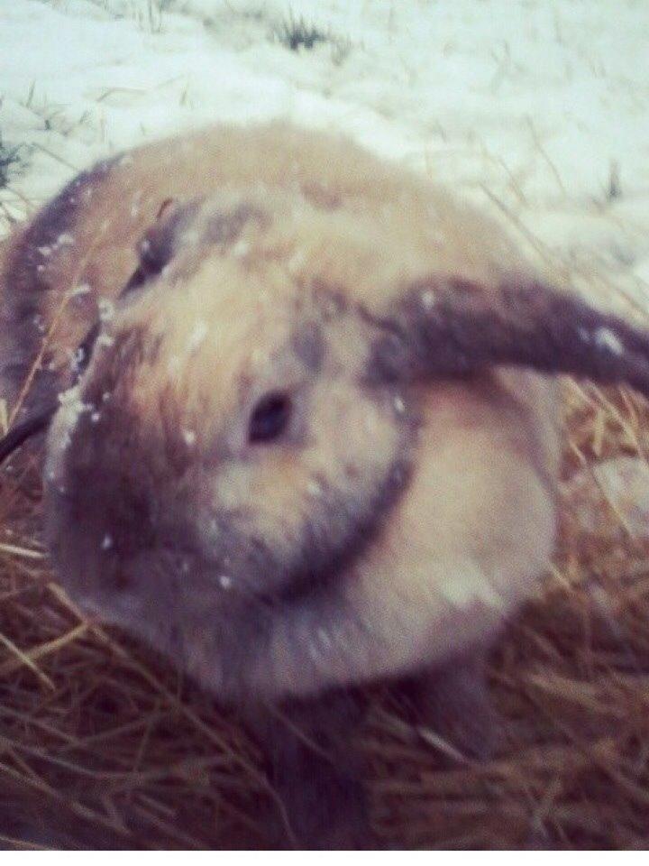 Kanin Cita billede 2