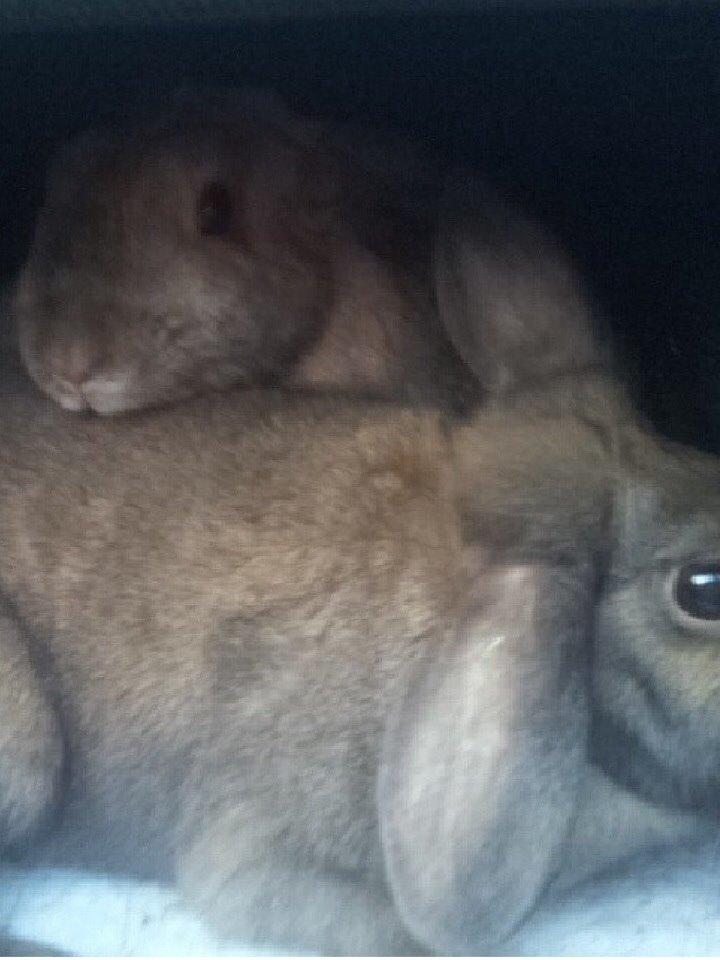 Kanin Cita billede 3