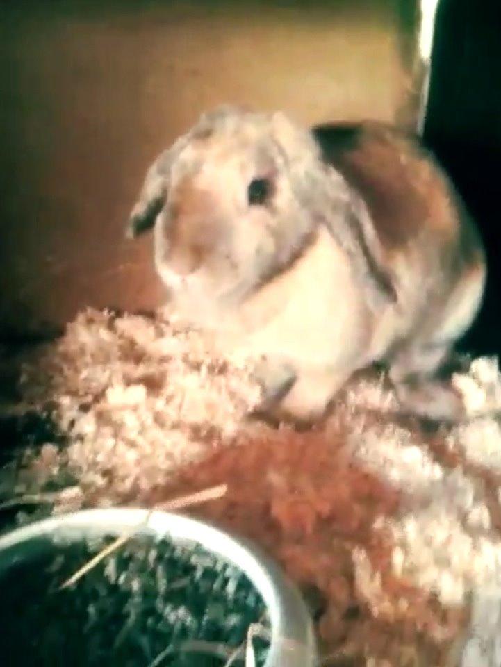 Kanin Cita billede 4