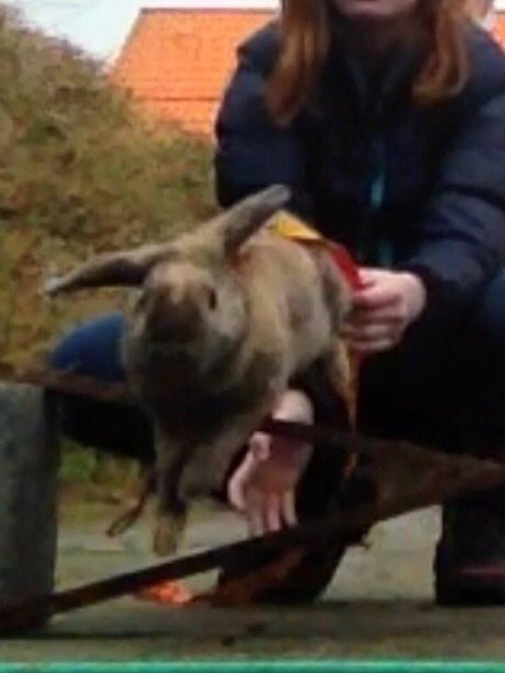 Kanin Cita billede 6