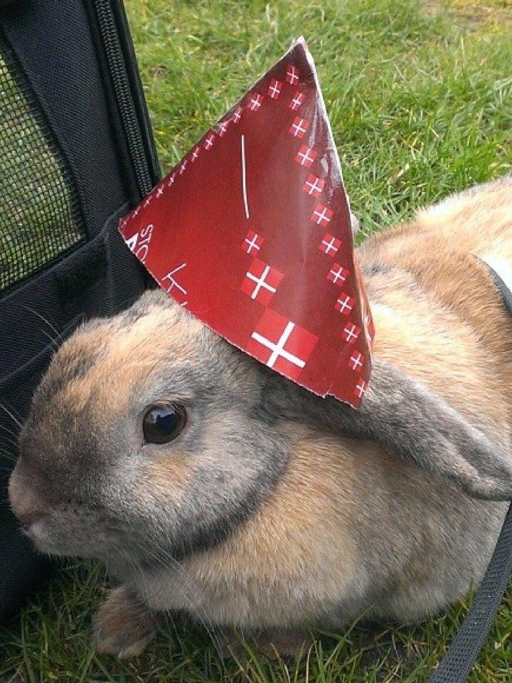 Kanin Cita billede 7