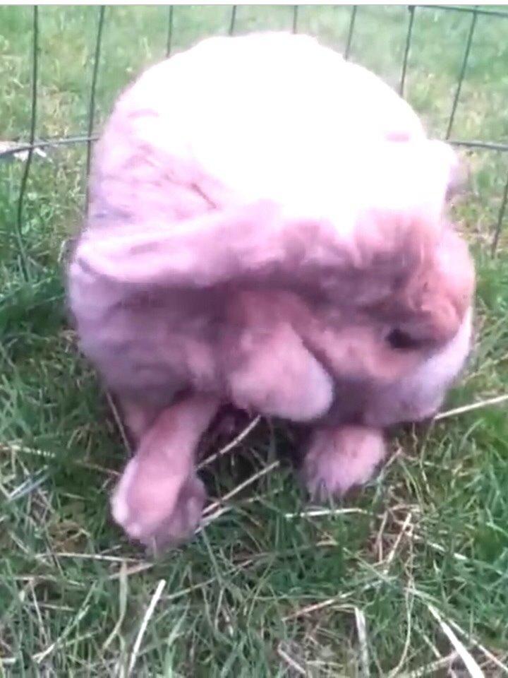 Kanin Cita billede 8